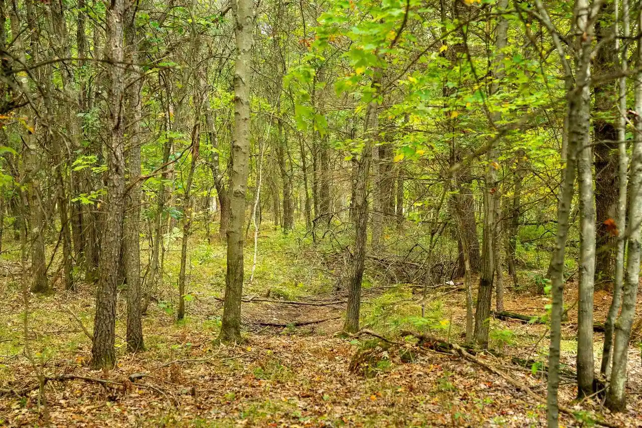 Photo 3 of Land for sale at 160+/- Ac Goat Ranch Rd Acres, Augusta, WI 54729 | MLS# 2033874 | Listing updated on 2026-10-01