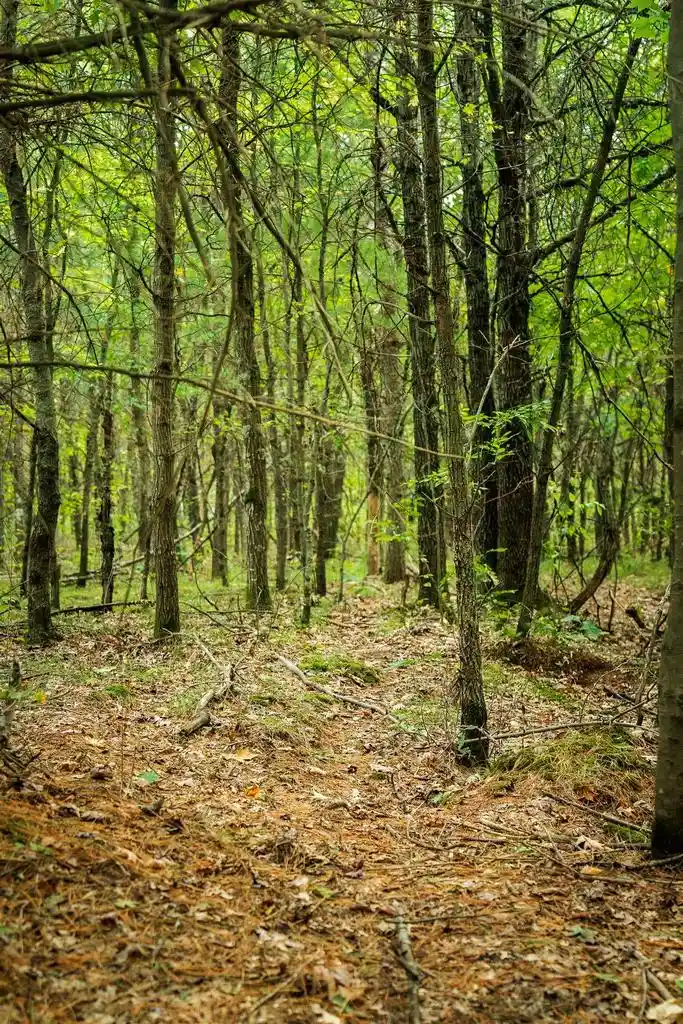 Photo 4 of Land for sale at 160+/- Ac Goat Ranch Rd Acres, Augusta, WI 54729 | MLS# 2033874 | Listing updated on 2026-10-01