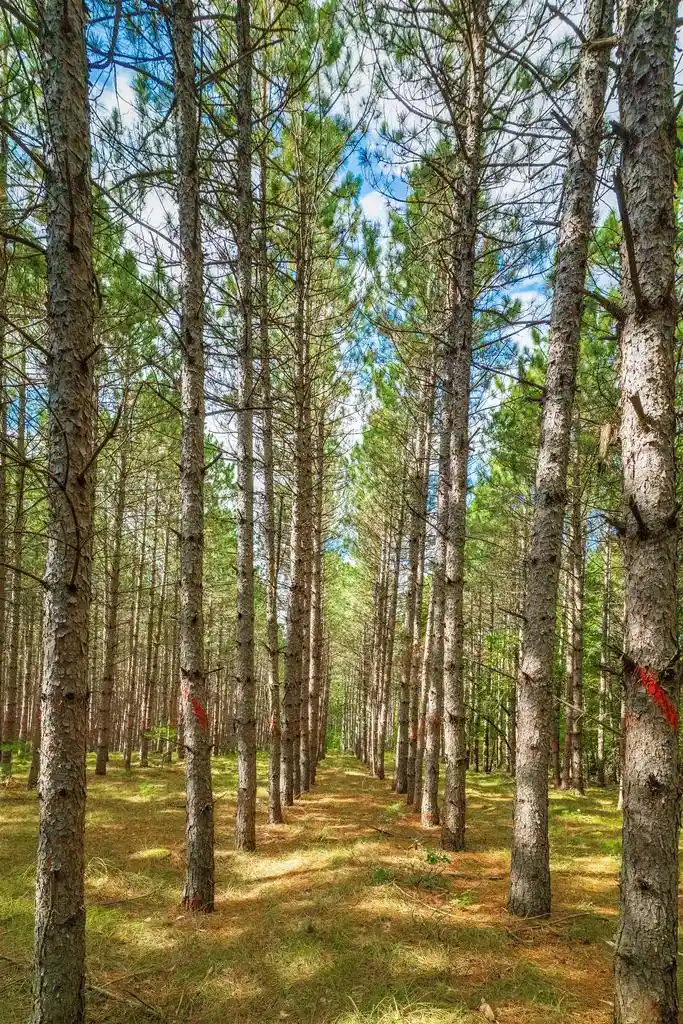 Photo 3 of Land for sale at 80+/  Ac County Rd H Acres, Augusta, WI 54772 | MLS# 2033875 | Listing updated on 2026-10-01