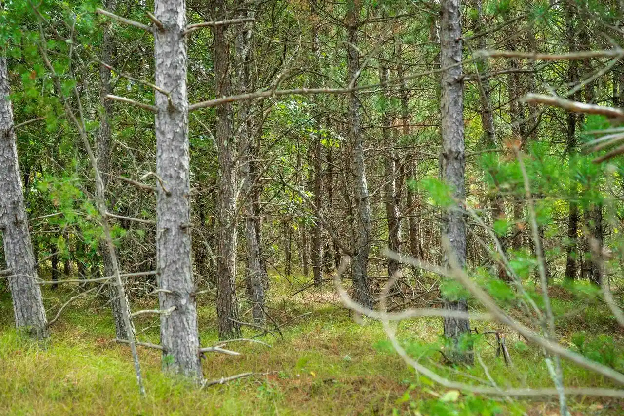 Photo 3 of Land for sale at 43+/- Ac Horse Crk Rd Acres, Augusta, WI 54729 | MLS# 2033877 | Listing updated on 2026-10-01