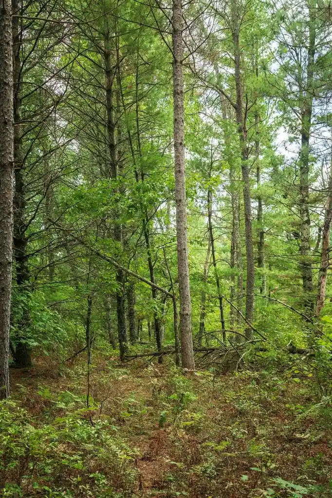 Photo 3 of Land for sale at 40+/  Ac Horse Crk Acres, Augusta, WI 54729 | MLS# 2033879 | Listing updated on 2026-10-01