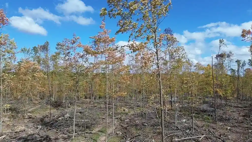 Photo 3 of Land for sale at 127xx Fairman Ln, Exeland, WI 54835 | MLS# 1605618 | Listing updated on 2026-10-02