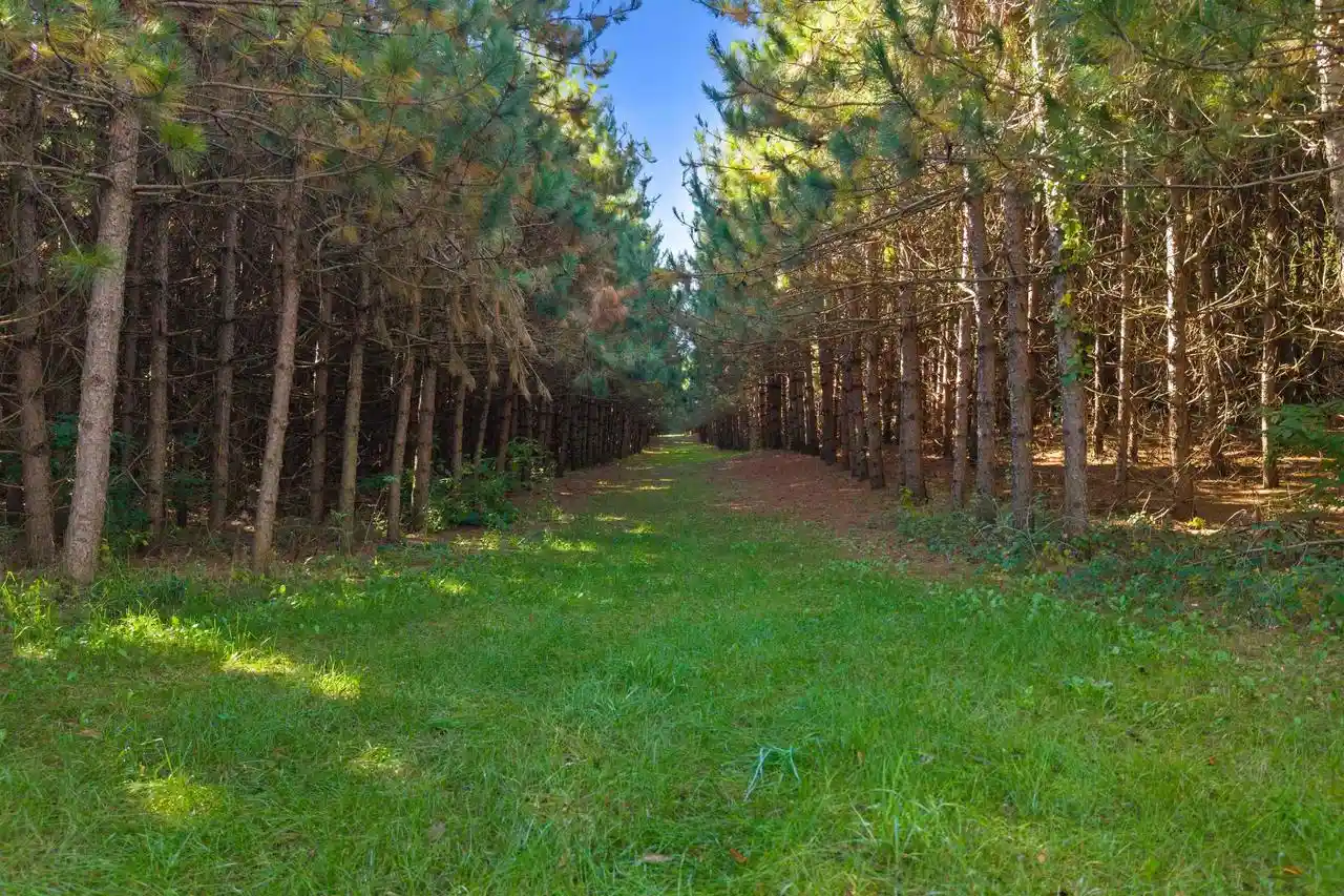 Photo 3 of Land for sale at Lot 3 Merryland Dr, Custer, WI 54423 | MLS# 22604901 | Listing updated on 2026-10-02