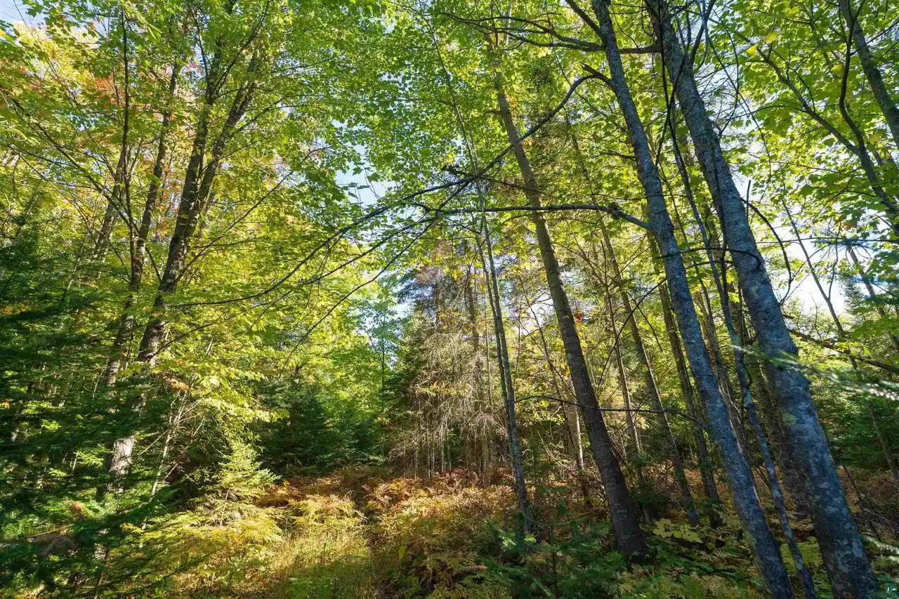 Photo 3 of Land for sale at 10 E Acres On White Birch Rd, Port Wing, WI 54865 | MLS# 6128312 | Listing updated on 2026-10-07