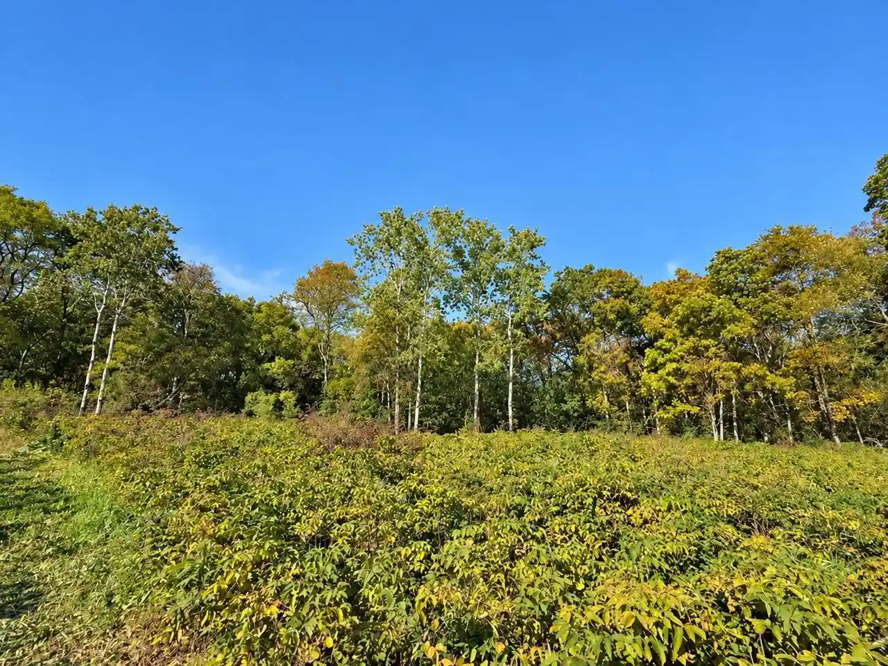 Photo 1 of Land for sale at Lot 1 Csm 12361, Black Earth, WI 53515 | MLS# 2034054 | Listing updated on 2026-10-09