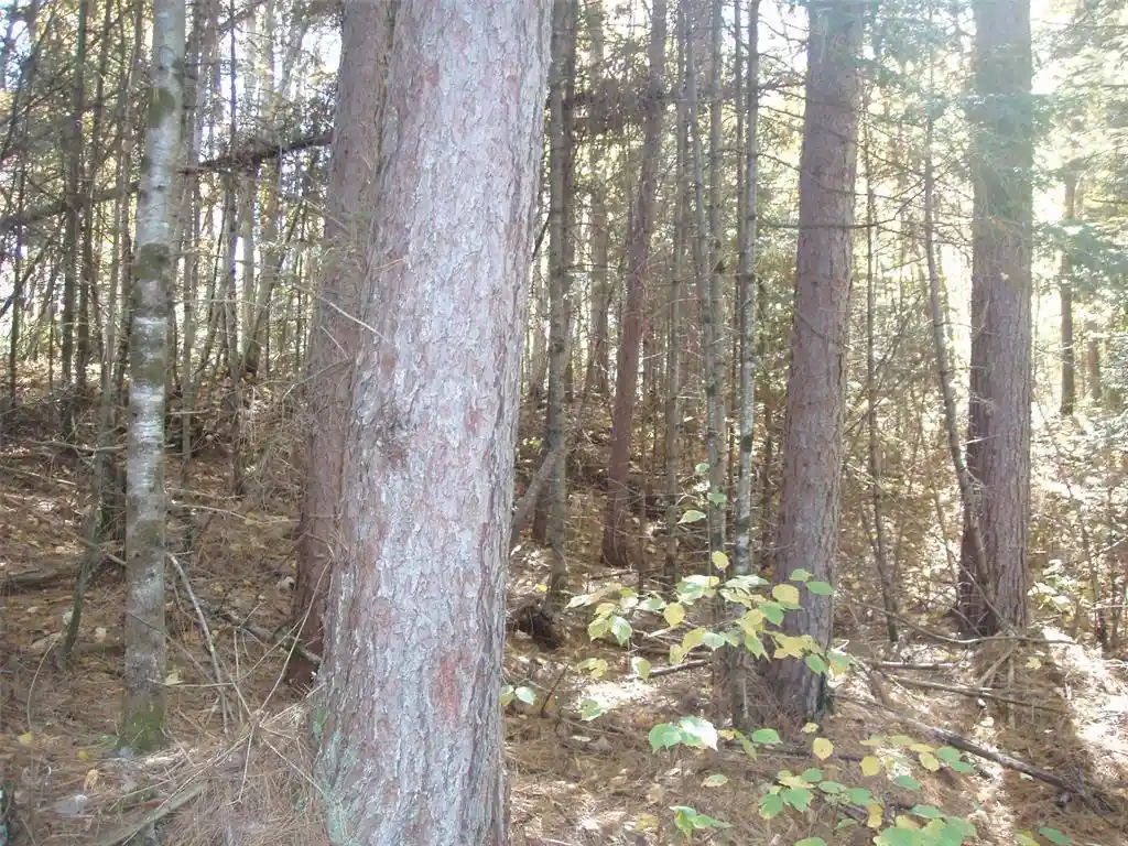 Photo 3 of Land for sale at 40+/- Acres Off Brimstein Rd, Park Falls, WI 54552 | MLS# 1605683 | Listing updated on 2026-10-06