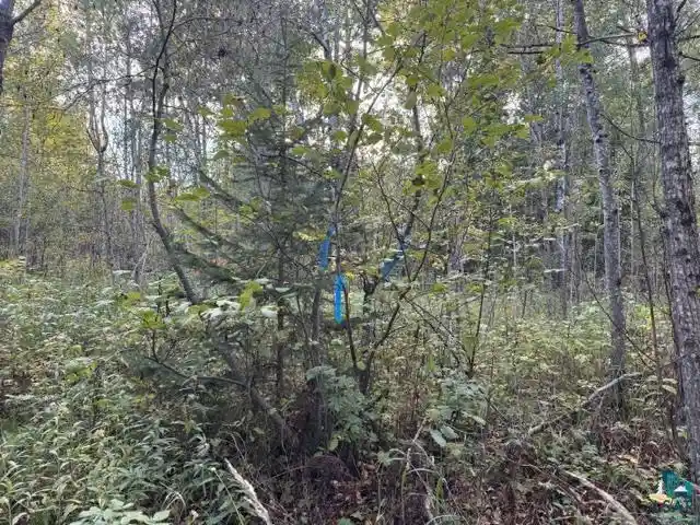 Photo 4 of Land for sale at Xxx Brule River Rd, Brule, WI 54820 | MLS# 6128368 | Listing updated on 2026-10-07