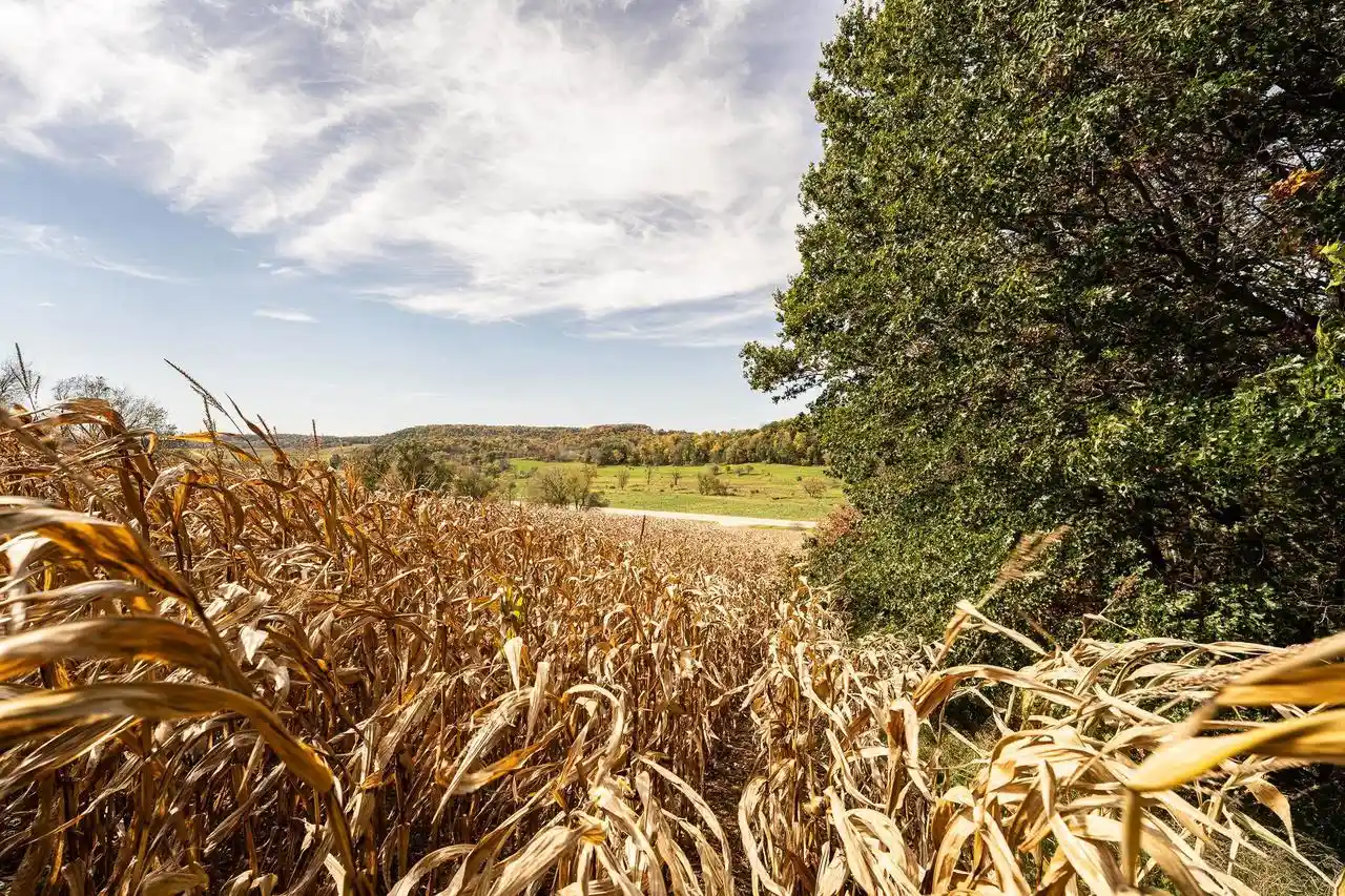 Photo 3 of Land for sale at 3406 Acres Hwy 131, Wilton, WI 54670 | MLS# 2034187 | Listing updated on 2026-10-07