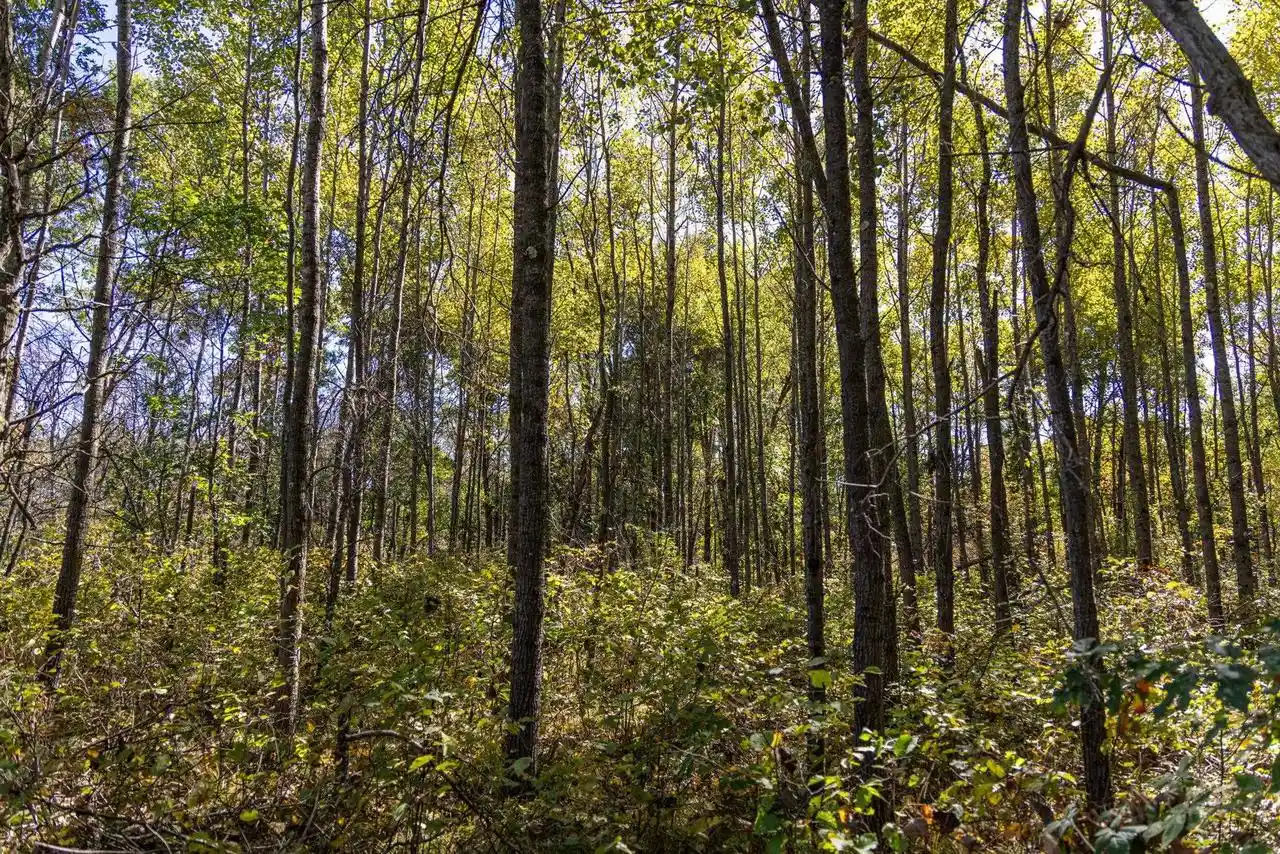 Photo 3 of Land for sale at 943 13th Avenue, Arkdale, WI 54613 | MLS# 2034234 | Listing updated on 2026-10-07