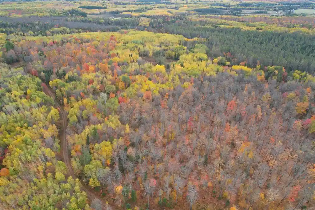 Photo 4 of Land for sale at 119 +/- A Off Forest Rd 167, Glidden, WI 54527 | MLS# 1605782 | Listing updated on 2026-10-08