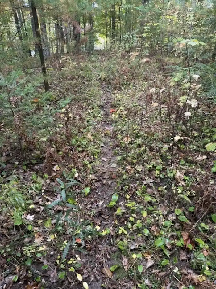 Photo 4 of Land for sale at 12466 Bedrock Ln, Suring, WI 54174 | MLS# 50334013 | Listing updated on 2026-10-08