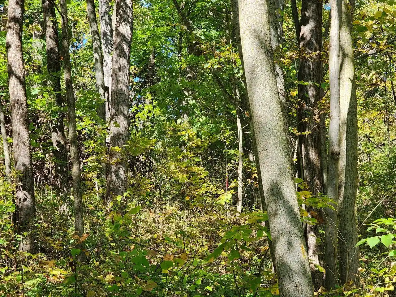 Photo 2 of Land for sale at Lot0 312th Avenue, Kansasville, WI 53139 | MLS# 1983999 | Listing updated on 2026-10-09