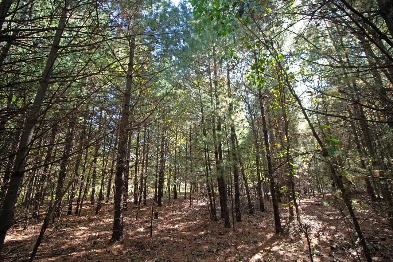Photo 3 of Land for sale at Lot 1 White Pine, Spring Green, WI 53588 | MLS# 2034336 | Listing updated on 2026-10-09