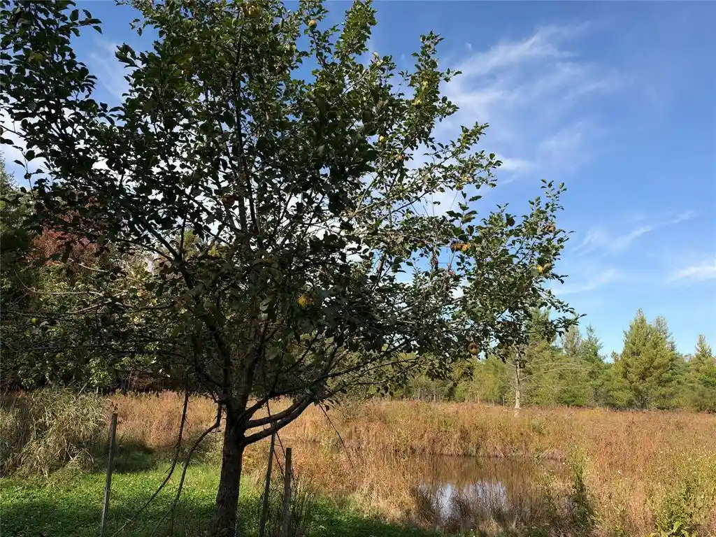 Photo 3 of Land for sale at Ooo Sparks Rd, Pittsville, WI 54466 | MLS# 1605781 | Listing updated on 2026-10-09