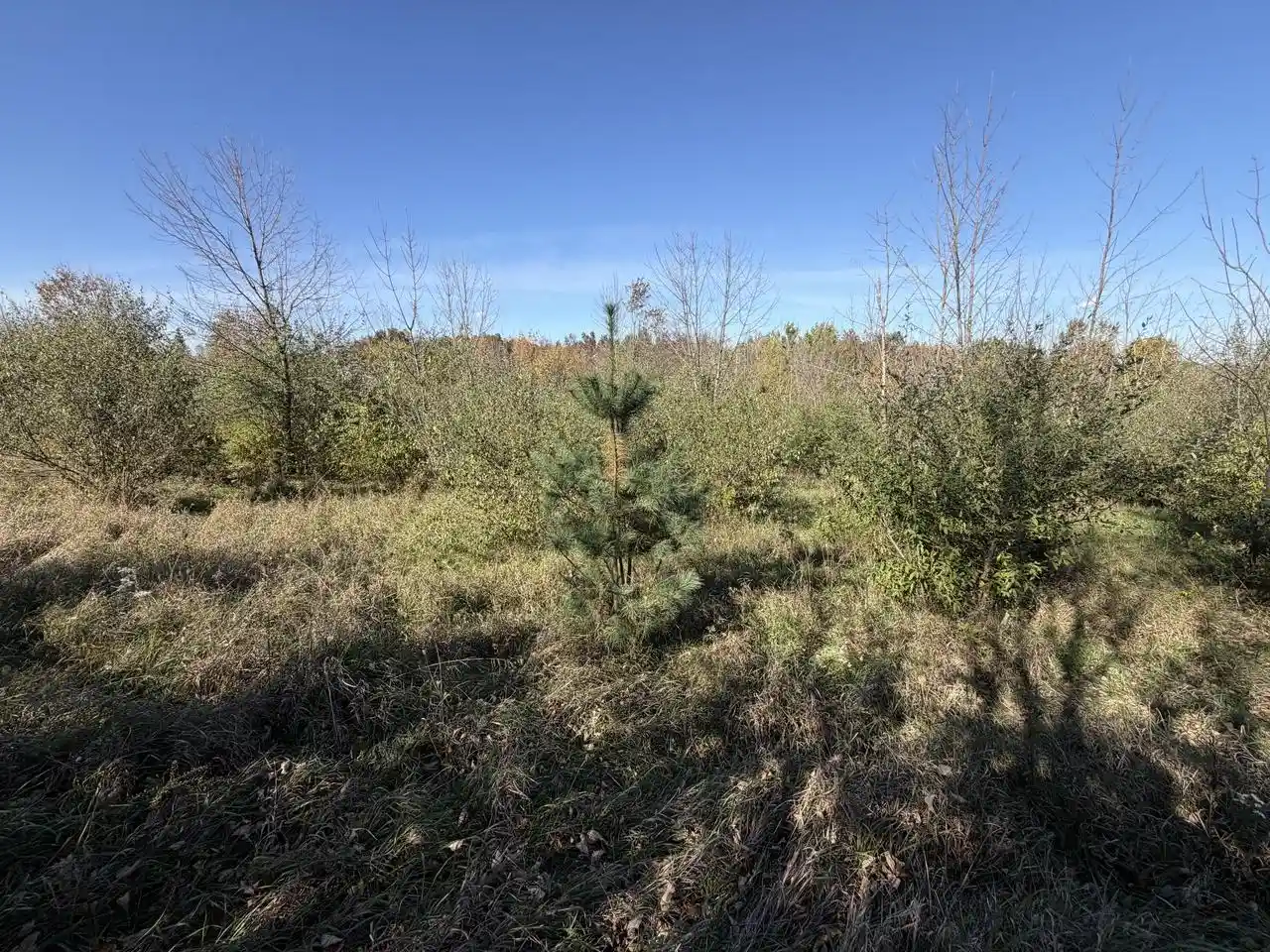 Photo 1 of Land for sale at Lot 31 Woodland Ln, Viola, WI 54664 | MLS# 1984199 | Listing updated on 2026-10-12