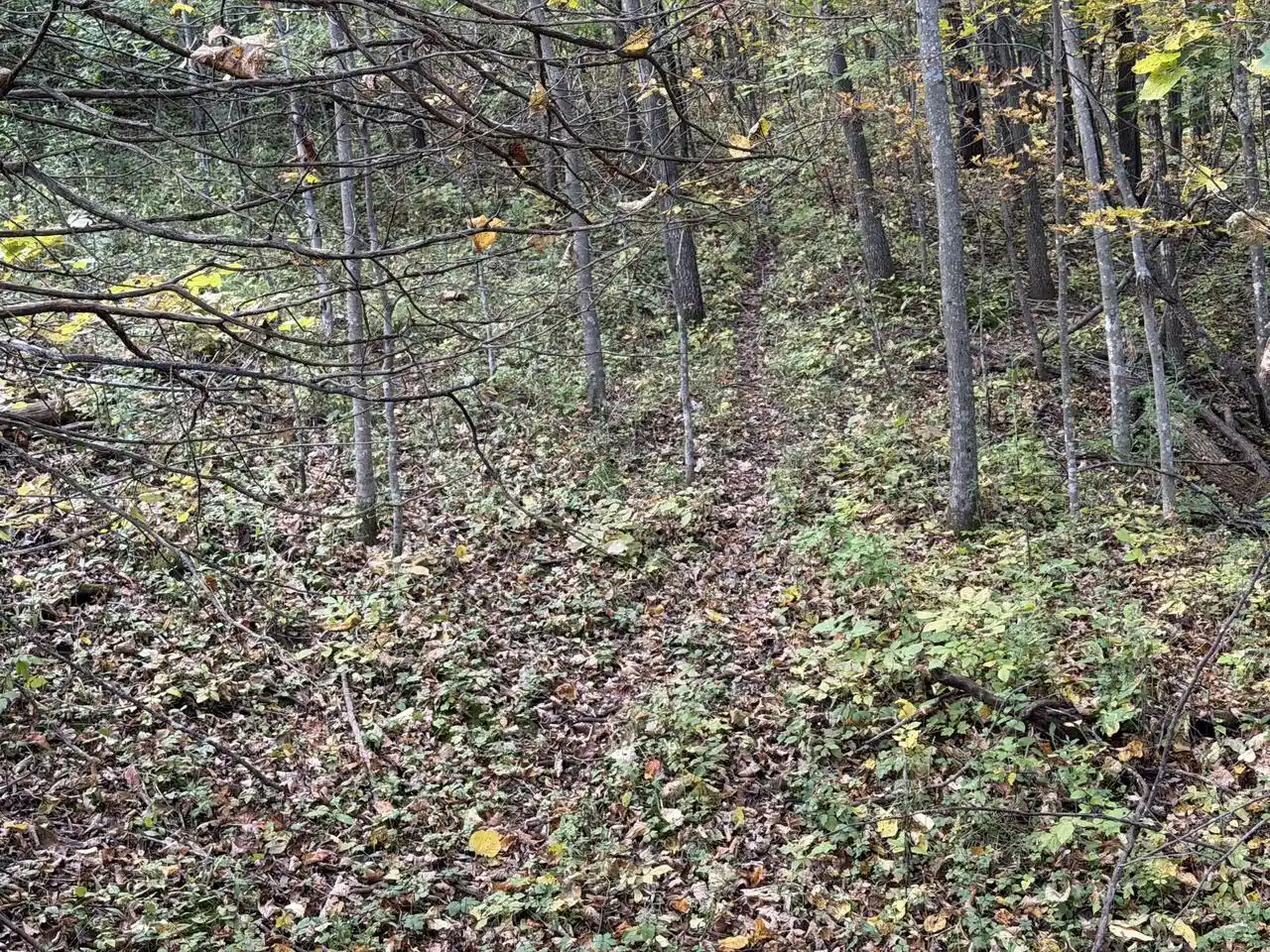 Photo 4 of Land for sale at Lot 31 Woodland Ln, Viola, WI 54664 | MLS# 1984199 | Listing updated on 2026-10-12