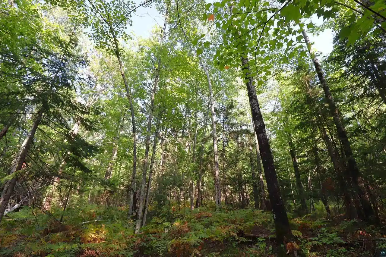 Photo 4 of Land for sale at 744 Miller Farm Rd, La Pointe, WI 54850 | MLS# 6128430 | Listing updated on 2026-10-22