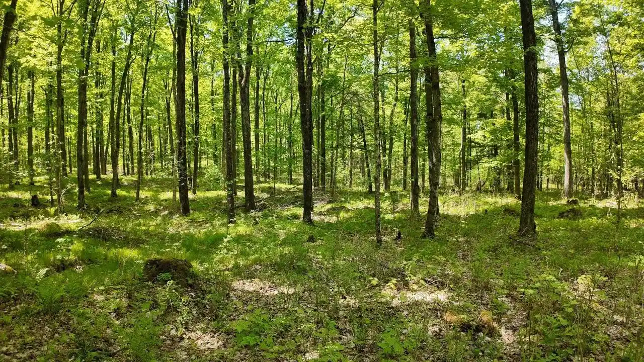 Photo 1 of Land for sale at Lot 1 Federal Forest 3903 Rd, Laona, WI 54541 | MLS# 2034510 | Listing updated on 2026-10-14