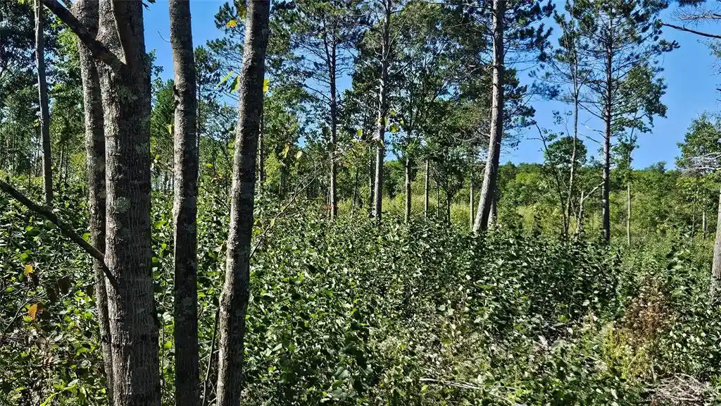 Photo 2 of Land for sale at Lot 1 Larson Rd, Hayward, WI 54843 | MLS# 1605980 | Listing updated on 2026-10-15