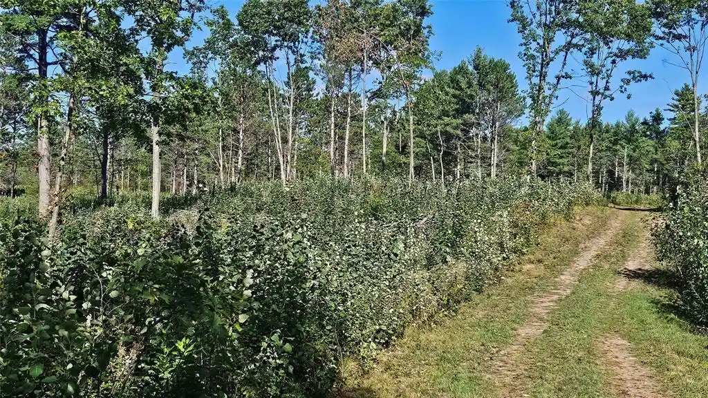 Photo 3 of Land for sale at Lot 1 Larson Rd, Hayward, WI 54843 | MLS# 1605980 | Listing updated on 2026-10-15