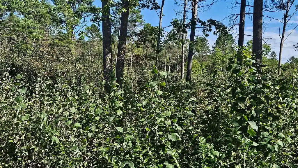Photo 4 of Land for sale at Lot 1 Larson Rd, Hayward, WI 54843 | MLS# 1605980 | Listing updated on 2026-10-15