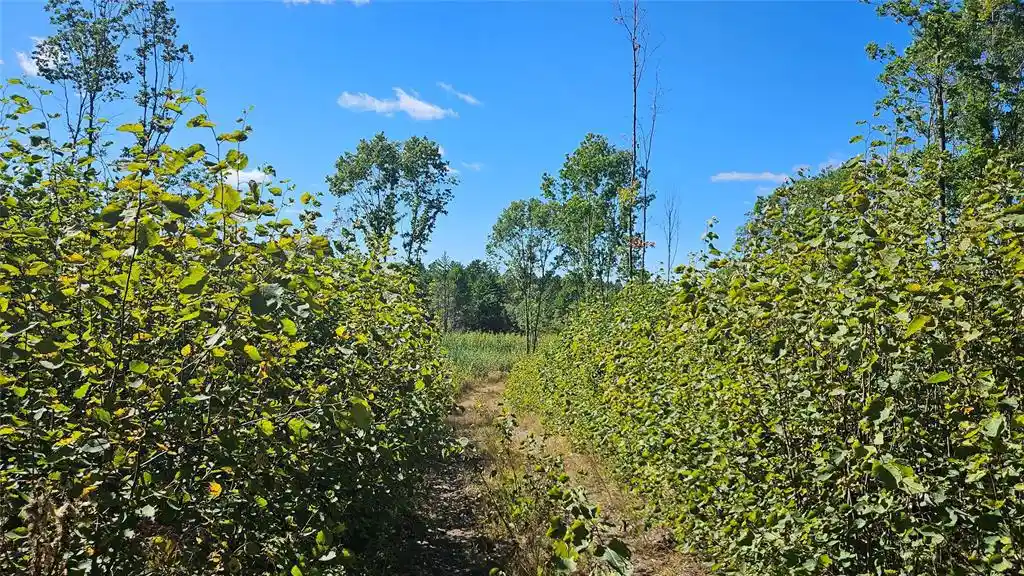 Photo 2 of Land for sale at Lot 6 Larson Rd, Hayward, WI 54843 | MLS# 1605985 | Listing updated on 2026-10-15