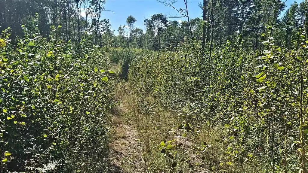 Photo 3 of Land for sale at Lot 6 Larson Rd, Hayward, WI 54843 | MLS# 1605985 | Listing updated on 2026-10-15