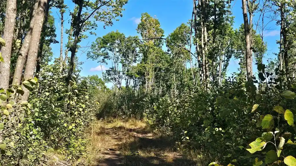 Photo 4 of Land for sale at Lot 6 Larson Rd, Hayward, WI 54843 | MLS# 1605985 | Listing updated on 2026-10-15