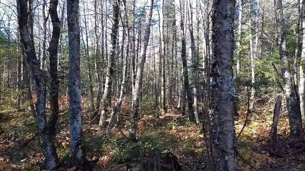 Photo 2 of Land for sale at 4800 43 Road, Solon Springs, WI 54873 | MLS# 1606105 | Listing updated on 2026-10-19