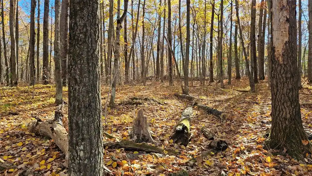 Photo 2 of Land for sale at Lot 1 Goss Rd, Hayward, WI 54843 | MLS# 1606106 | Listing updated on 2026-10-22