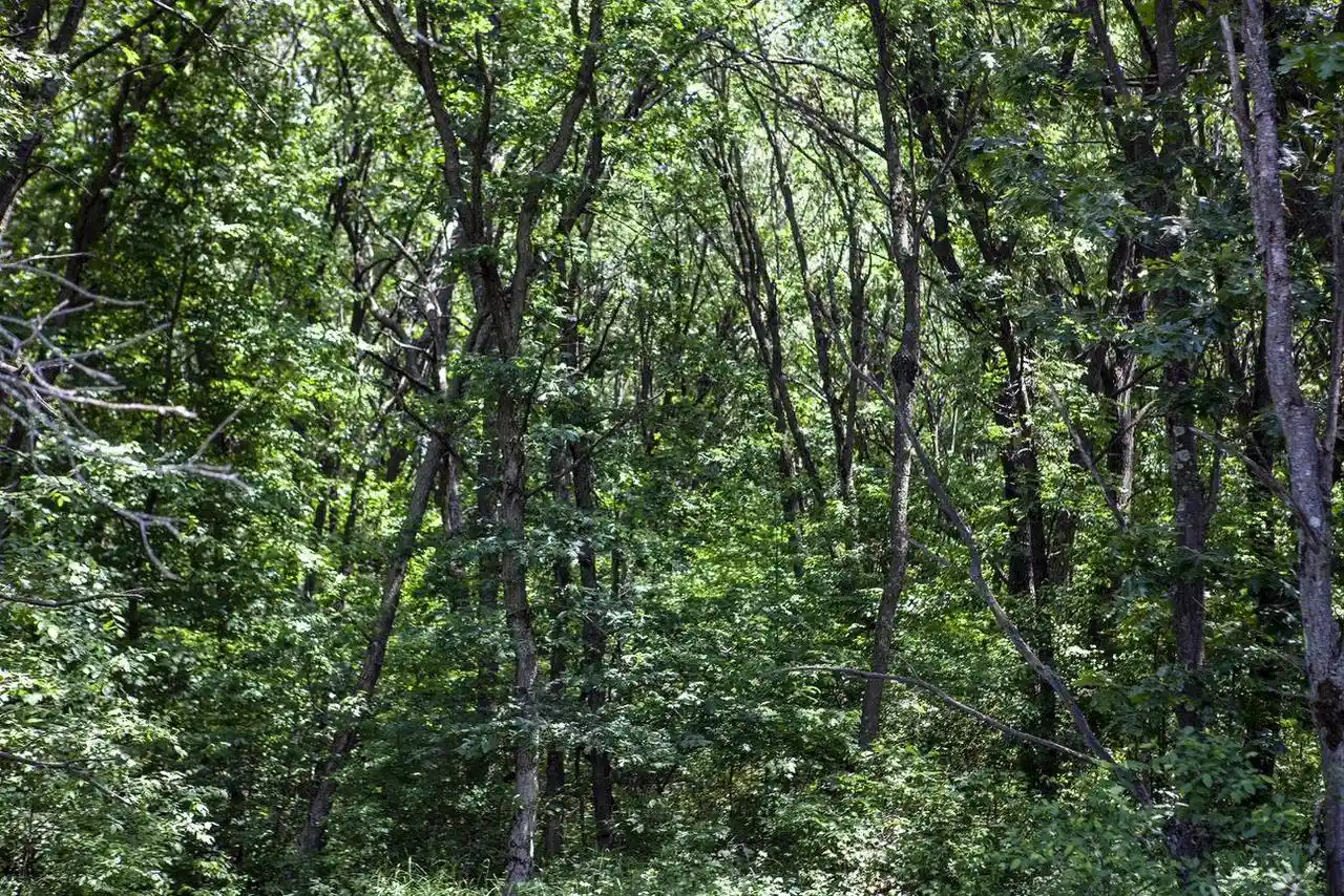 4th image of 80 Acres County Road V, Hancock, WI 54943 | MLS# 22232685