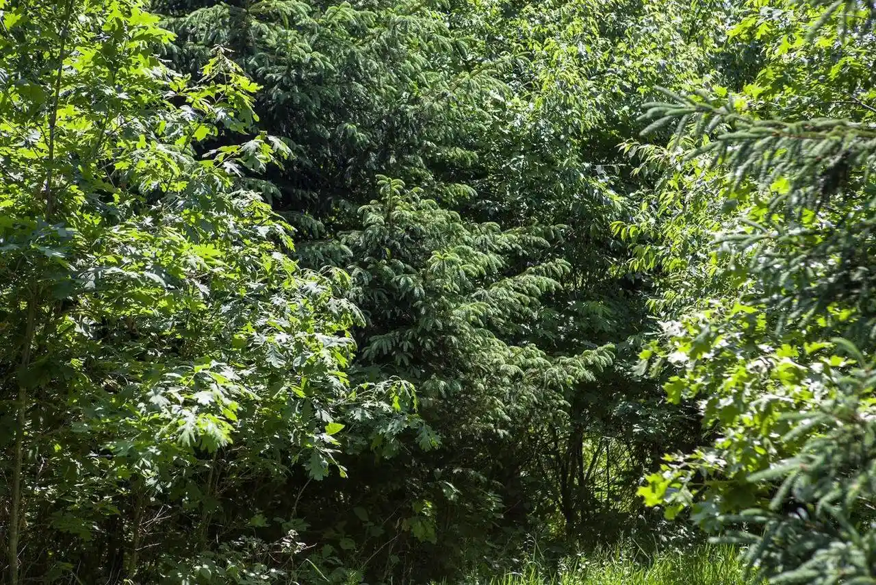 5th image of 80 Acres County Road V, Hancock, WI 54943 | MLS# 22232685
