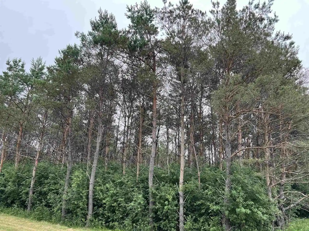 Homes for sale in Wittenberg, WI | Lot 11 State Hwy 45, Wittenberg, WI 54499 | MLS# 22402716