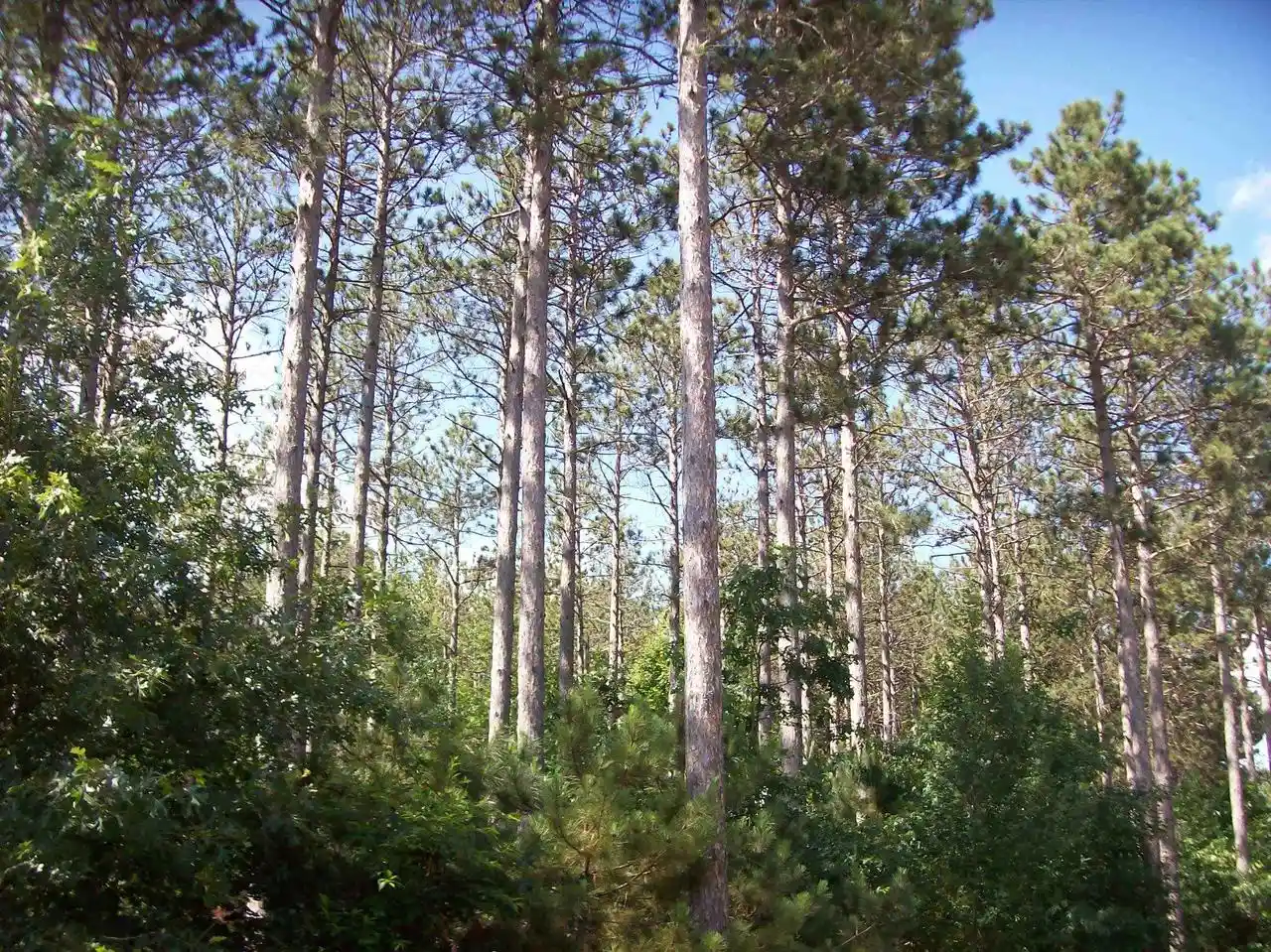 25th image of Cor Of 7th Porter Road Road, Nekoosa, WI 54457 | MLS# 1992893