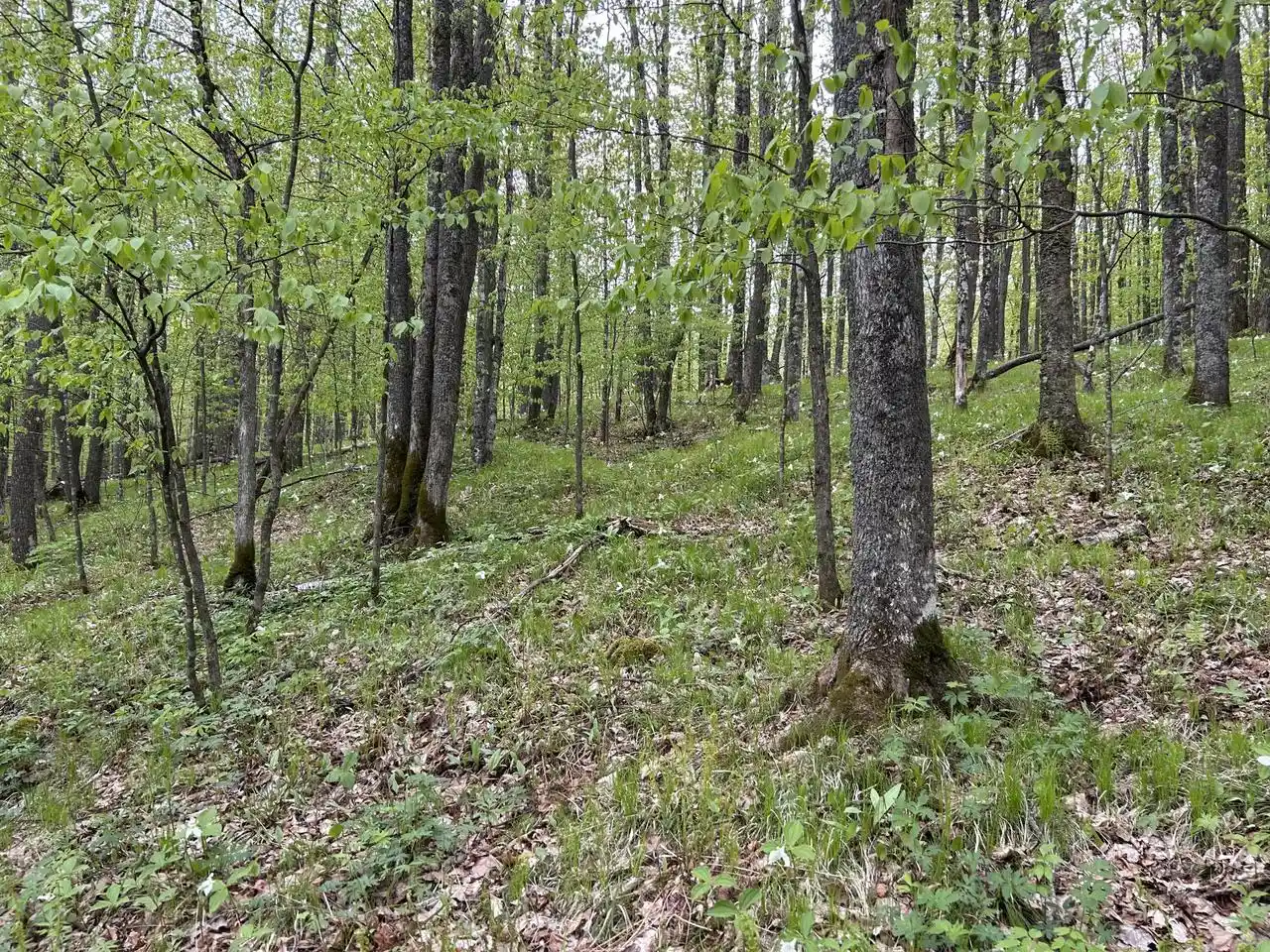 5th image of Lt44 Big Cub Trail Trail, Laona, WI 54541 | MLS# 1906384