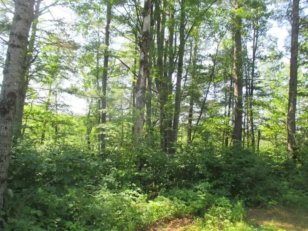 Photo 4 of Land for sale at Lot 2 State Rd 27/70, Couderay, WI 54867 | MLS# 1591327 | Listing updated on 2026-06-23