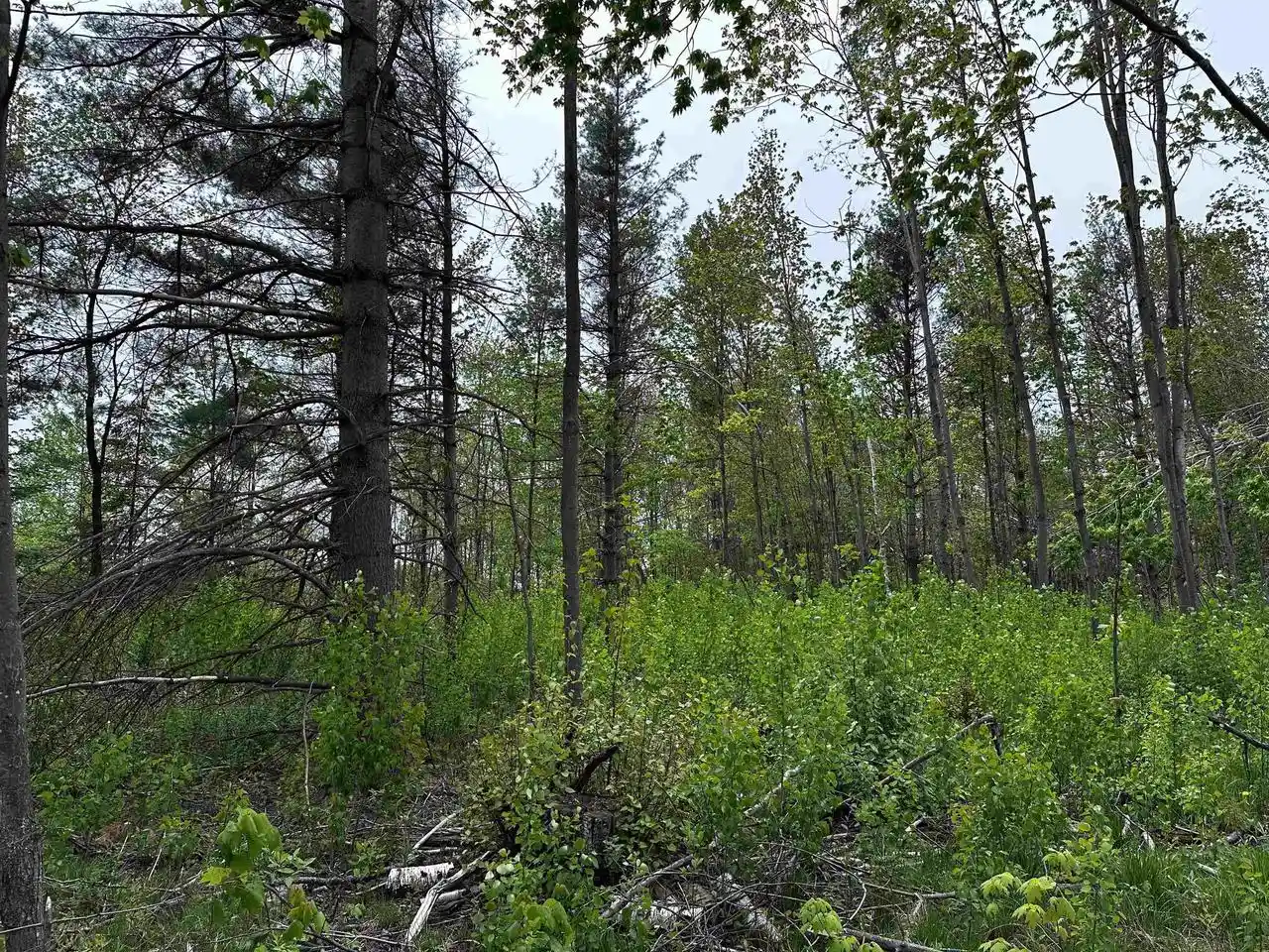 Homes for sale in Wausau, WI | 01 Granite Road Road, Wausau, WI 54403 | MLS# 22502223