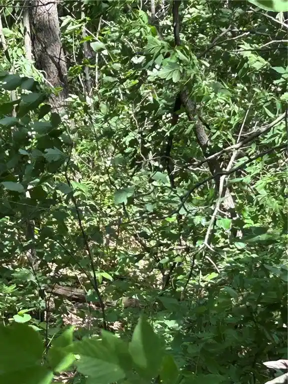 Photo 3 of Land for sale at 0000 Bernhardt, Eau Claire, WI 54701 | MLS# 1592963 | Listing updated on 2026-06-25