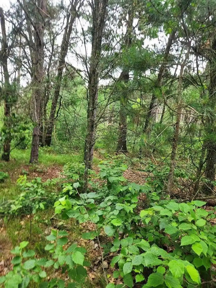 Homes for sale in Nekoosa, WI | W3190 4th Street East, Nekoosa, WI 54457 | MLS# 22503370