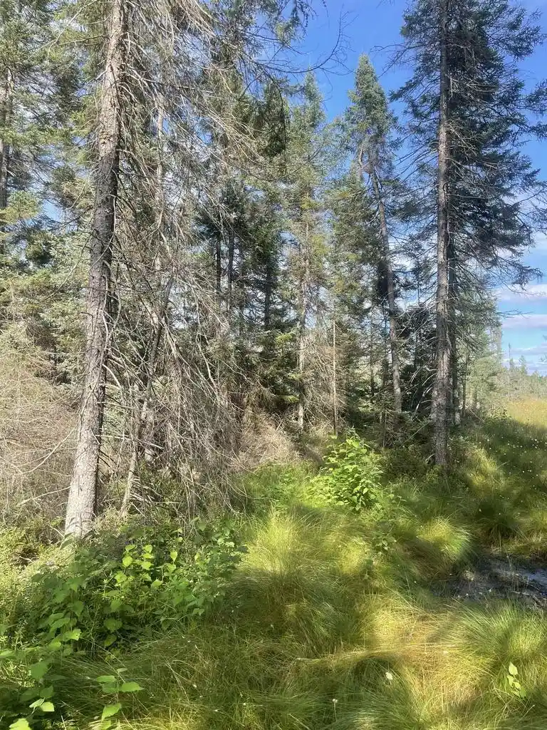 Homes for sale in Tomahawk, WI | Swamp Road Road, Tomahawk, WI 54487 | MLS# 22504052