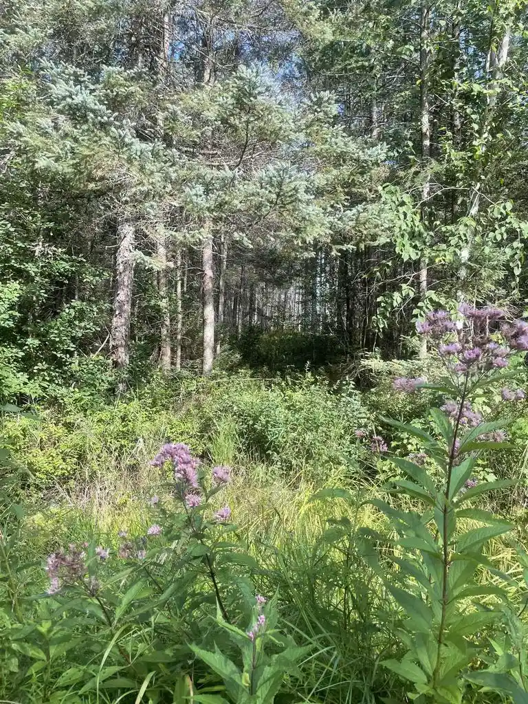 Homes for sale in Tomahawk, WI | Swamp Road Road, Tomahawk, WI 54487 | MLS# 22504052