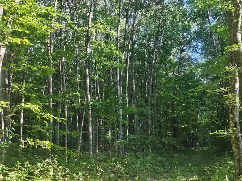 Photo 3 of Land for sale at Lot 3 County Rd A, Webster, WI 54893 | MLS# 1595028 | Listing updated on 2026-08-27