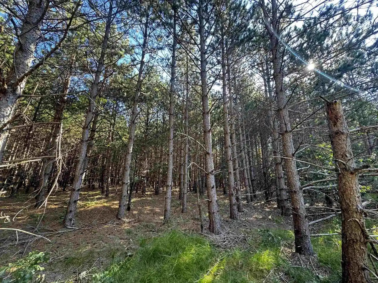 Photo 3 of Sale Pending at 80 Ac 9Th Acres Acres, Adams, WI 53910 | MLS# 2009944 | Listing updated on 2026-09-23